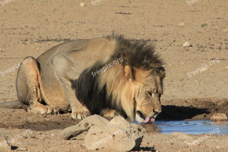 Lion Black Mane Drinking Cat Wildlife