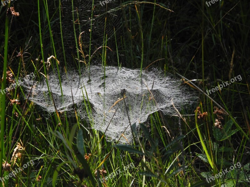 Spider Webs Dew Meadow Web Moist