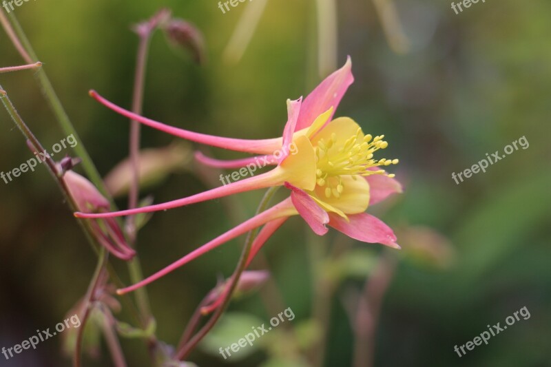 Aquilegia Columbine Pink Yellow Bloom Langspornig