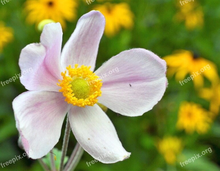 Anemone Fall Anemone Anemone Hupehensis Ranunculaceae Garden