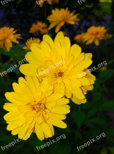 Coreopsis Flower Yellow Plant Asteraceae