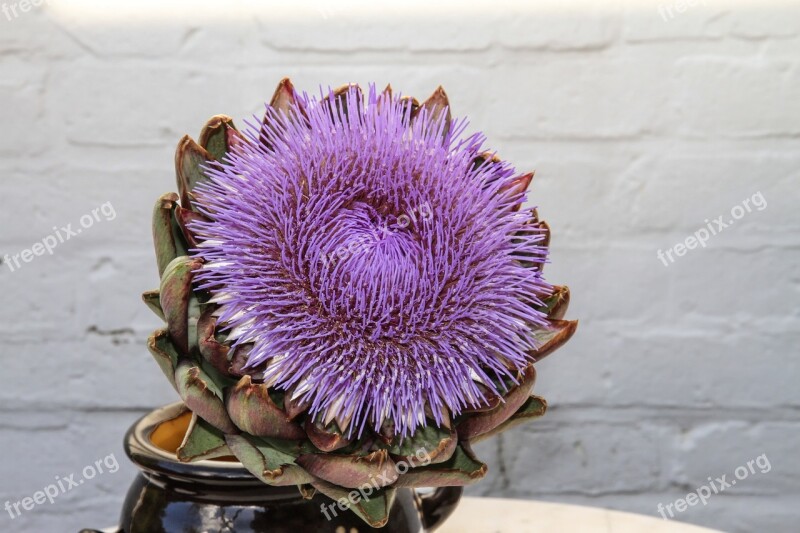 Artichoke Blossom Bloom Composites Crop