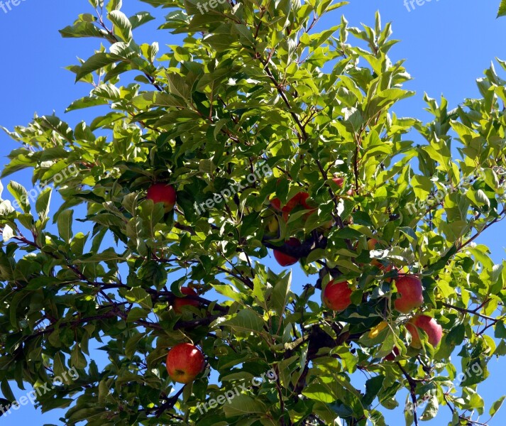 Apple Tree Tree Apple Branches Healthy