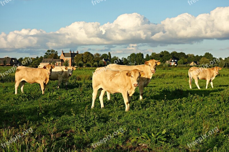 Cow Animal Mammal Livestock Cattle