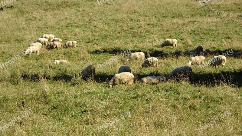 Sheep Animal Pasture Land Rumination Meadow