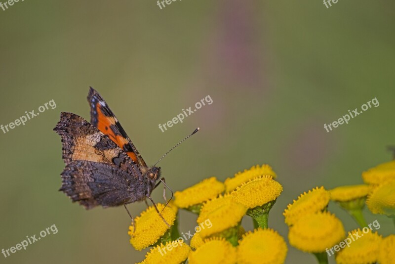 Butterfly Sweden Fjäll Nature Animal