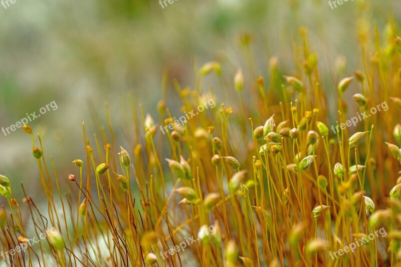 Sweden Fjäll Landscape Nature Moss