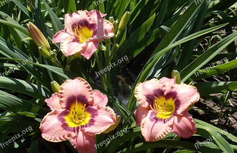 Flowers Daylilies Garden Garden Flower Closeup