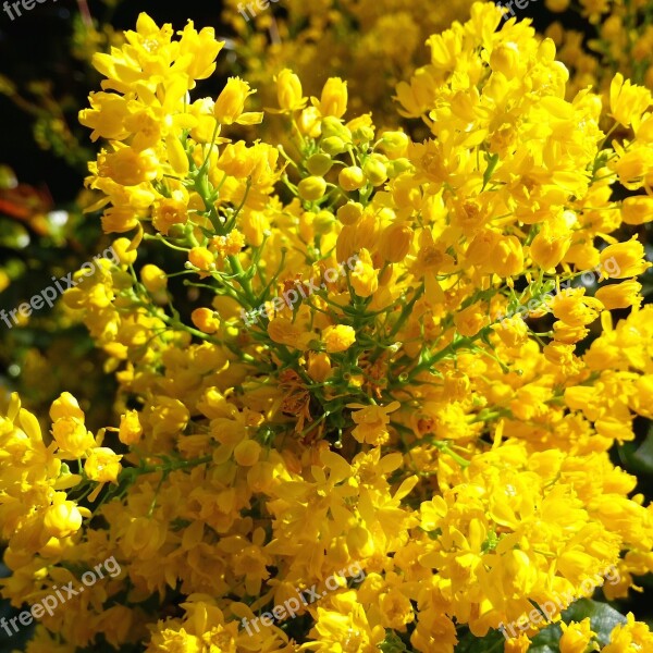 Forsythia Flowers Bushes Spring Garden