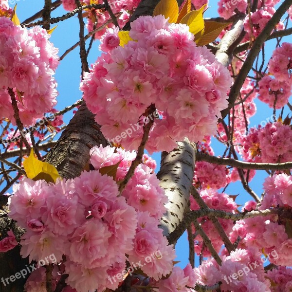 Cherry Blossom Bonn Heer Road Cherry Tree Summer