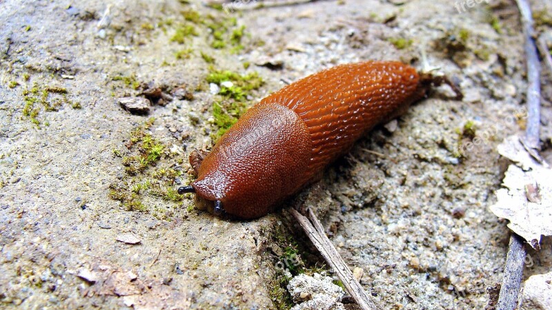 Slug Snail Animal Slow Antennas