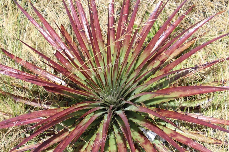 Planta Serranía Cajamarca Peru Landscape