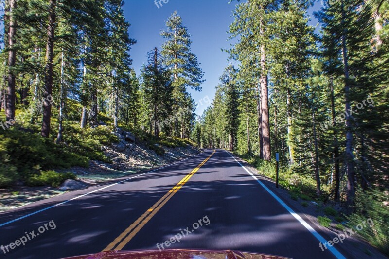 Road Drive Asphalt Forest Trees