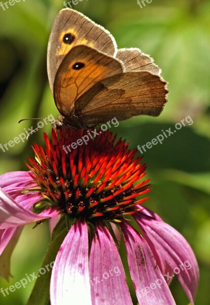 Butterfly Coneflower Nature Insect Blossom