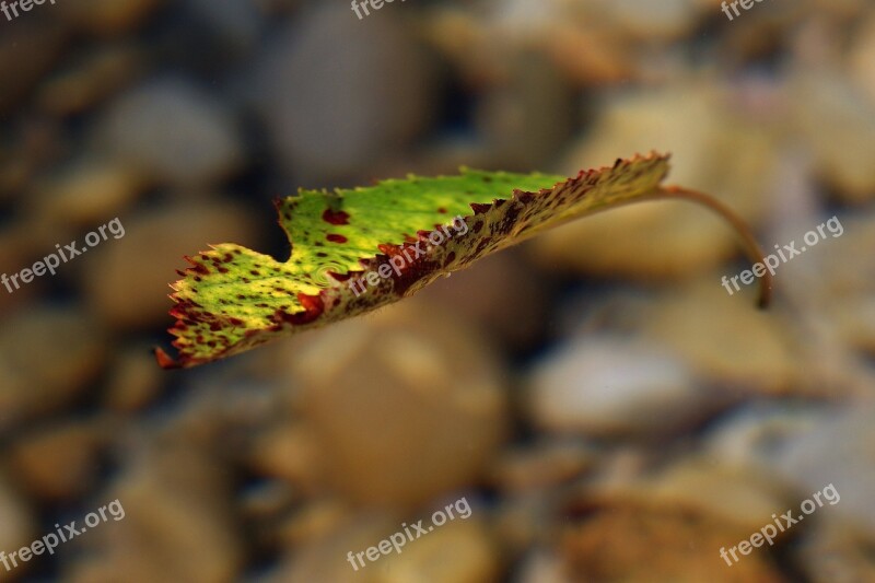 Foliage Leaf Leaf Autumn Autumn Leaf Sheet In The Water