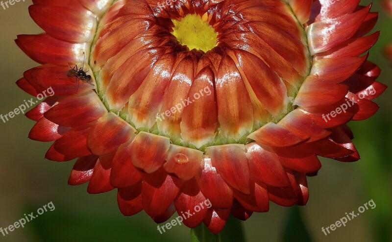 Helichrysum Italicum Dry Red Plant