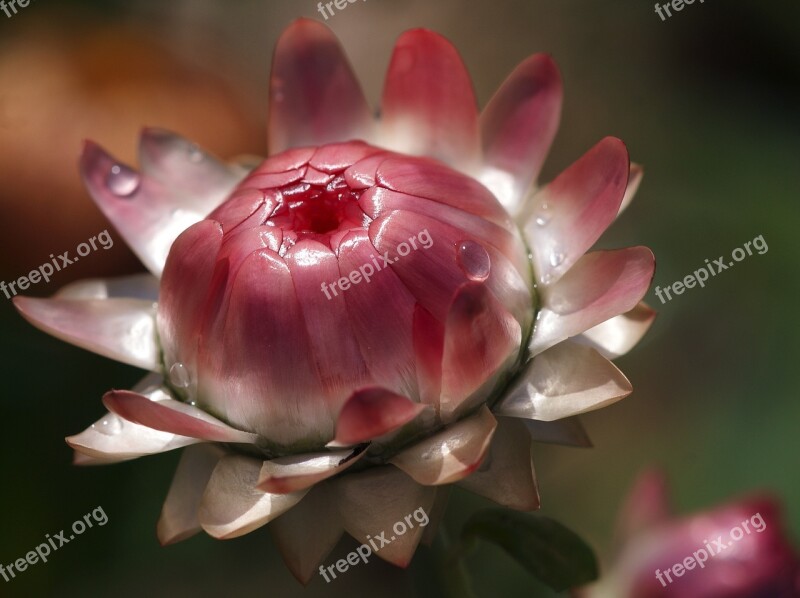 Helichrysum Italicum Dry Salmon Pink