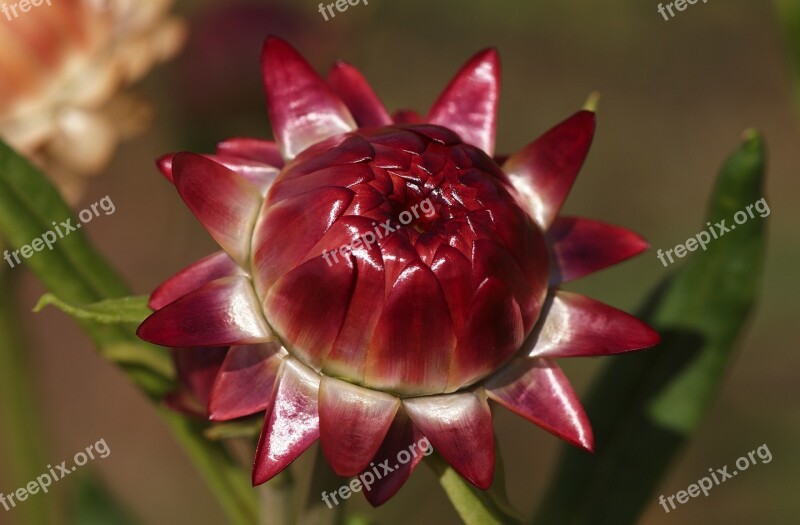 Helichrysum Italicum Dry Red Wine Red