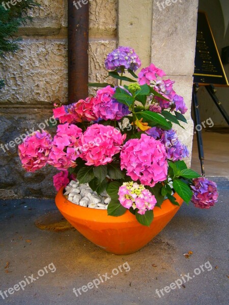 Flowers Colorful Pink Hortensia Free Photos