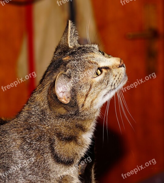 Cat Domestic Cat Mackerel Female Animal