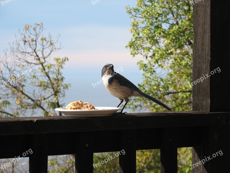 Bird Porch Fence Oatmeal Jay