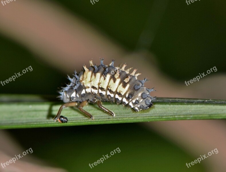 Pupa Lady Beetle Pupa Multicolored Asian Lady Beetle Bug Small Bug