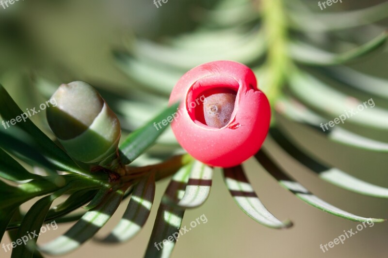 Yew Taxus Plant Bush Evergreen