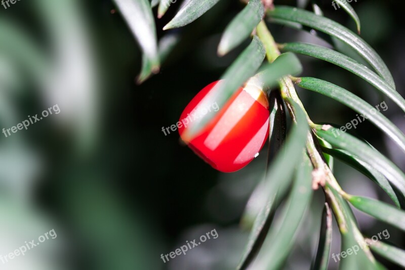 Yew Taxus Plant Bush Evergreen