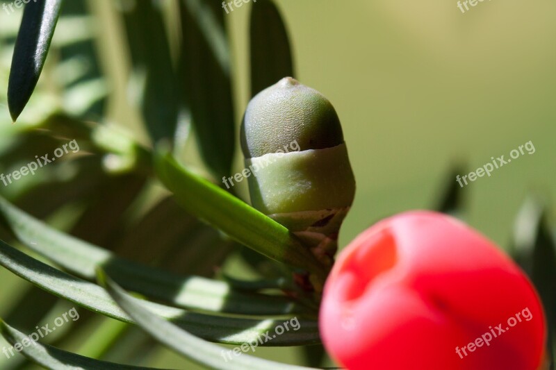 Yew Taxus Plant Bush Evergreen