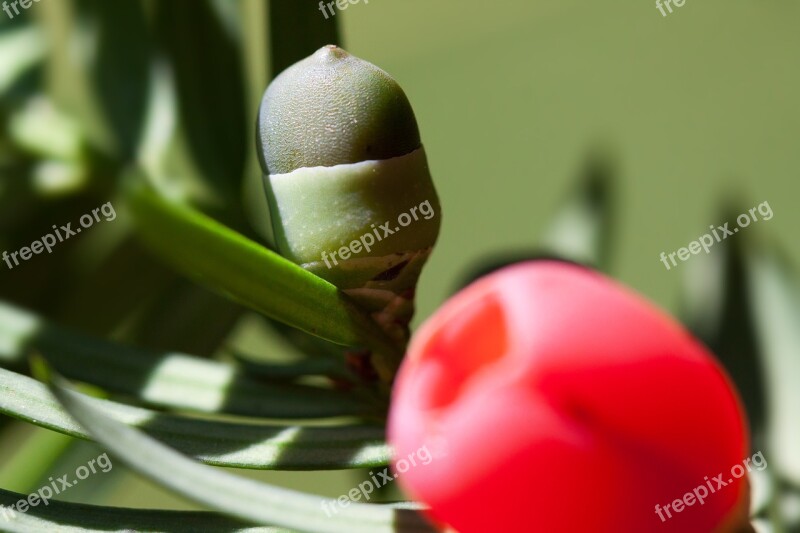 Yew Taxus Plant Bush Evergreen