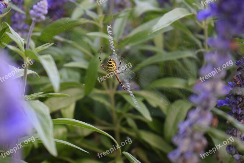 Wasp Spider Plant Green Free Photos