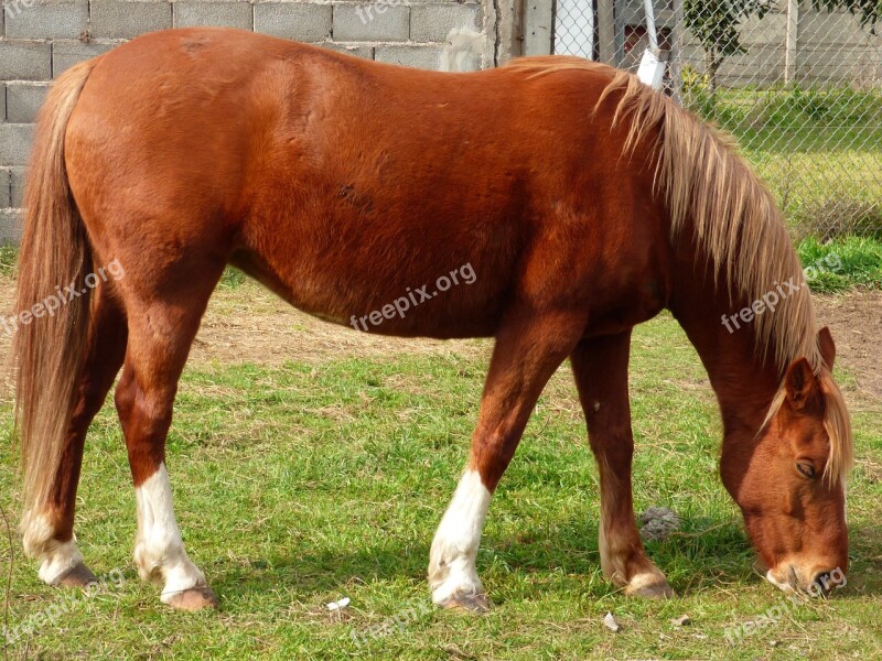 Equine Horse Eating Animal Free Photos