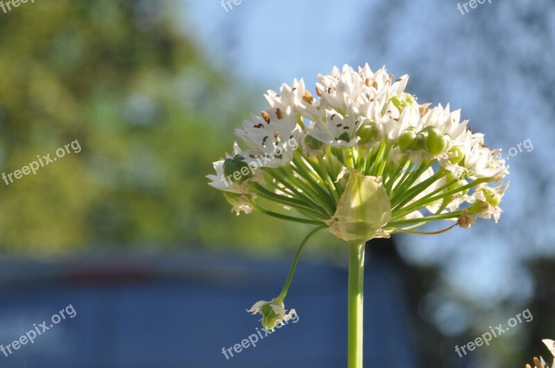 Chives Blossom Bloom Close Up Spice