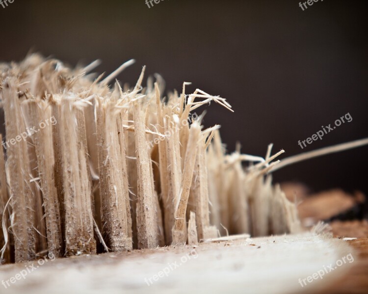 Stump Tree Wood Nature Broken