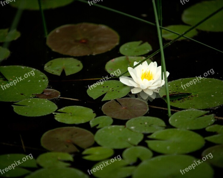 Water Lilly Pond Lake Nature