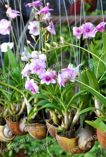 Orchid Asia Shell Plant Blossom