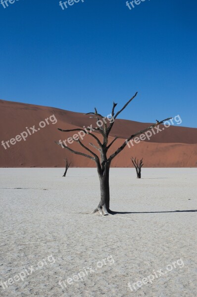 Deadvlei Namibia Desert Dry Tree