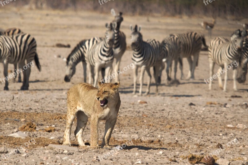 Lion Namibia Zebras Etosha National Park