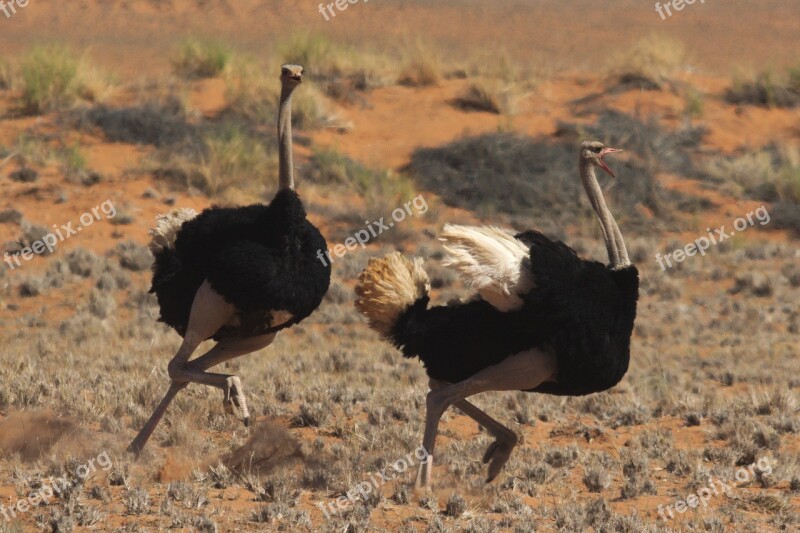 Fight Ostrich Africa Free Photos