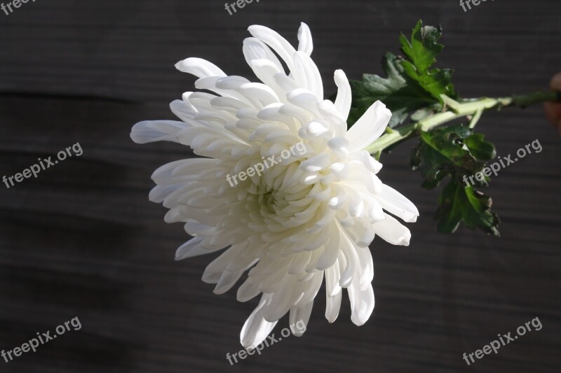 Chrysanthemum Mourning Article Grief White