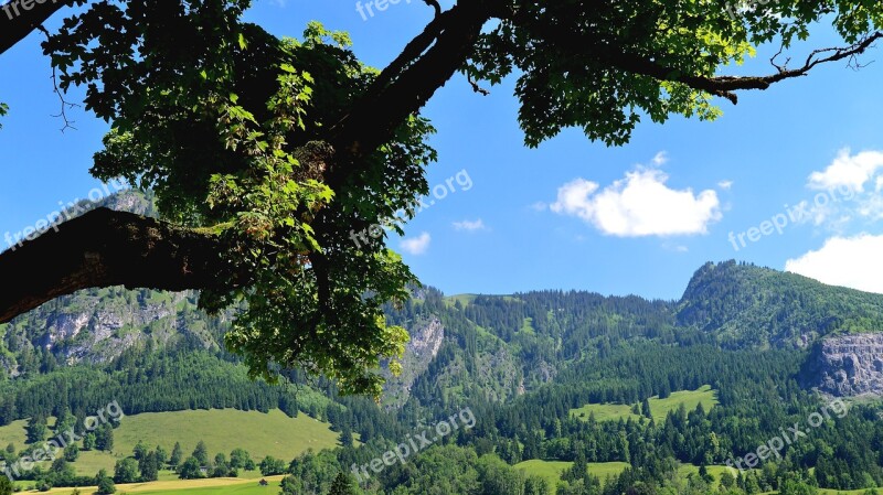 Branch Leaves Light Shadow Mountains