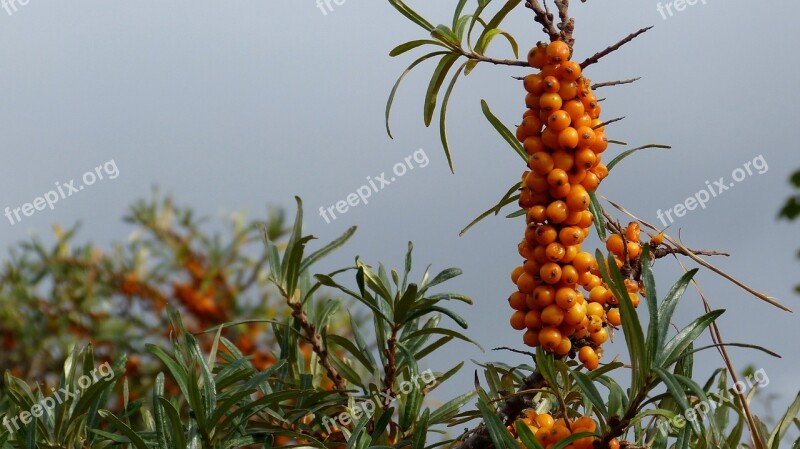 Sea Buckthorn Plant Bush Orange Berries