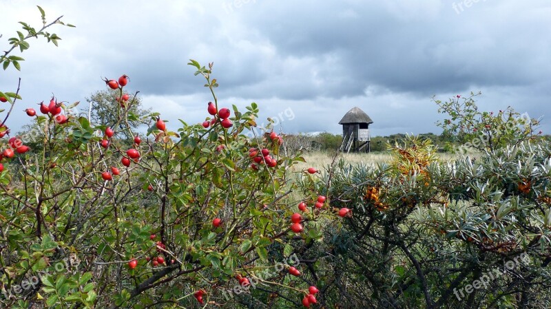 Rose Hip Sea Buckthorn Baltic Sea Landscape Coast