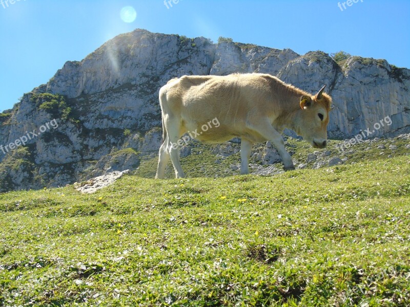 Cow Asturias Covadonga Lakes Picos De Europa Nature