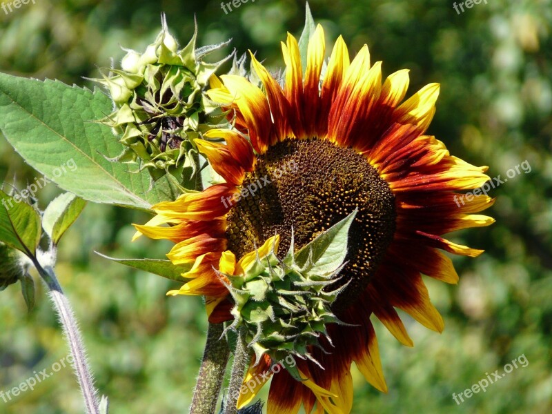 Sunflower Sun Light Flower Flowers