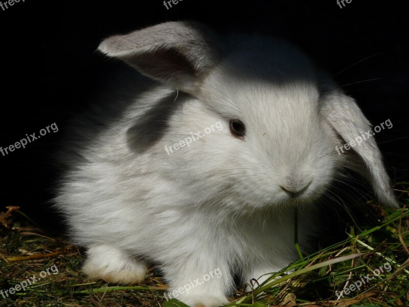 Rabbit Bunny Ušáček White Ear