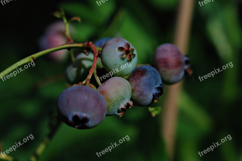 Garden Fruit Bilberry American Jagoda Free Photos