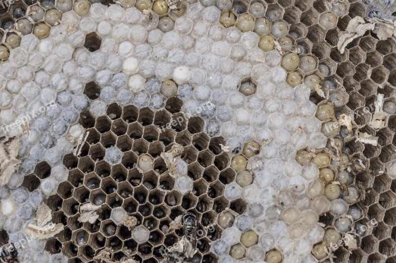 The Hive Wasps Combs Larvae Development