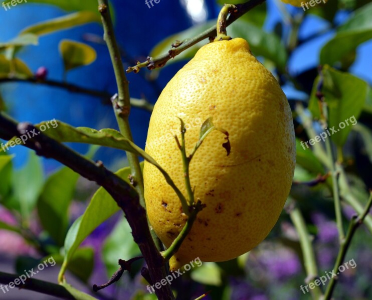 Lemon Citrus Fruits Lemon Tree Mediterranean Yellow