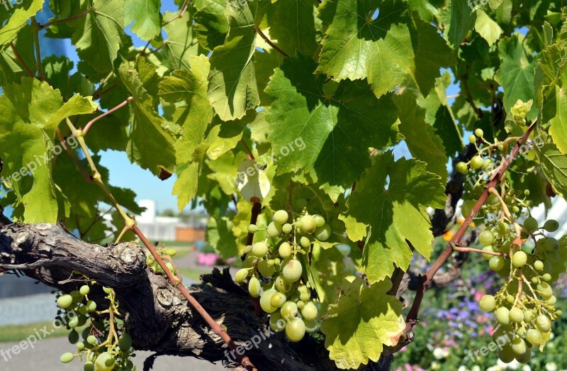 Grapes Vine Wine White Grapes Fruits